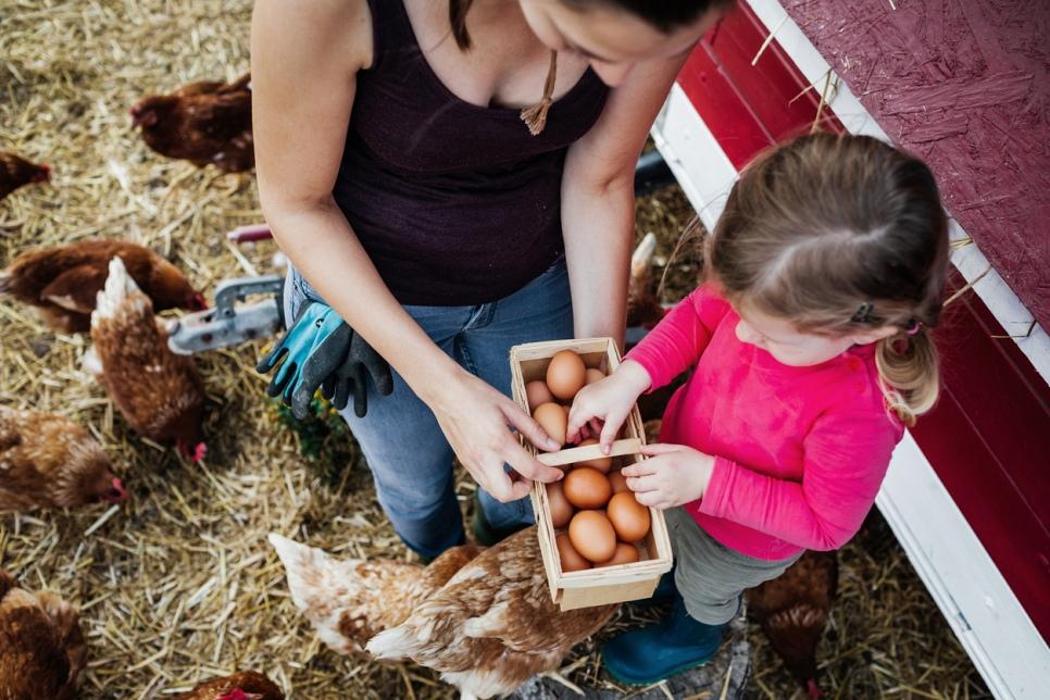 Egg-picking by a young girl with a lady farmer from free range chickens at Hof zur Matte in Horgen, near Zurich