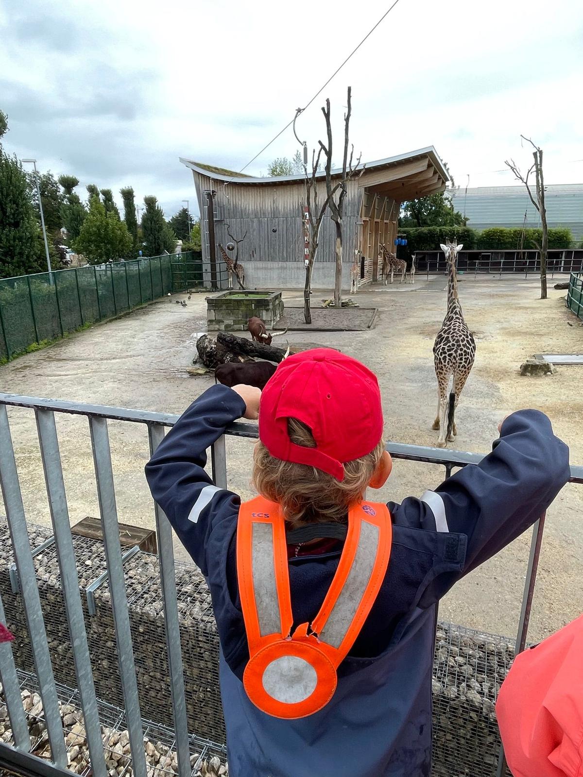 Boy in Kindergarten class visiting the zoo and looking at a giraffe