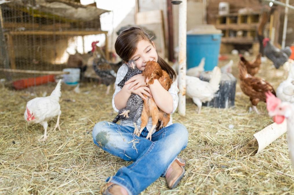 A 9-year-old girl is hugging a chicken inside the farm enjoying her day and birthday party