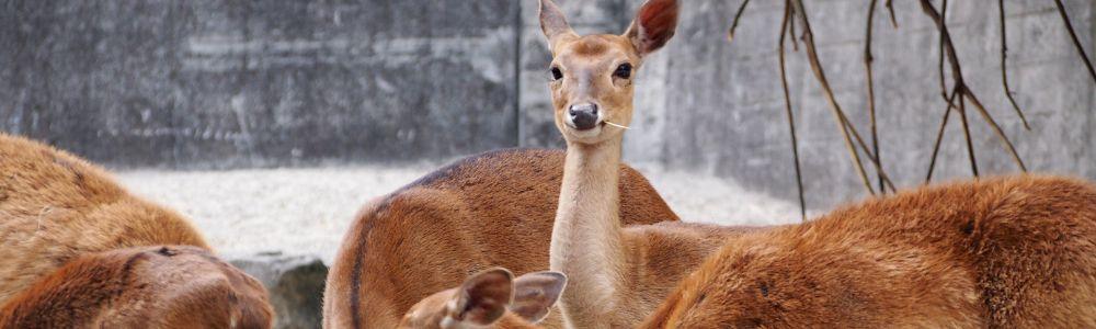 A herd of deer are grazing at Animal Park Goldau in Canton Schwyz Switzerland.  They are in a snowy nature setting and one is popping its head up and facing the camer, with a small branch sticking out of its mouth.  