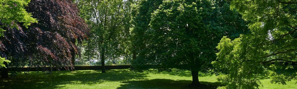 A peaceful, well-maintained park or garden with a variety of large, leafy trees casting dappled shadows on a lush green lawn. The scene suggests a tranquil, sunny day, and the area appears ideal for relaxation or quiet walks.