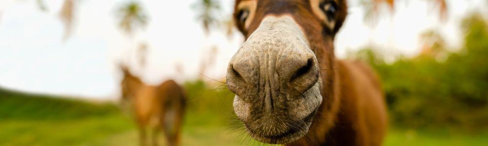 A close-up of a donkey at the animal park Gaidourochora in Athens, where children learn about donkeys, can experience donkey trekking and even celebrate their birthday on the premises.  