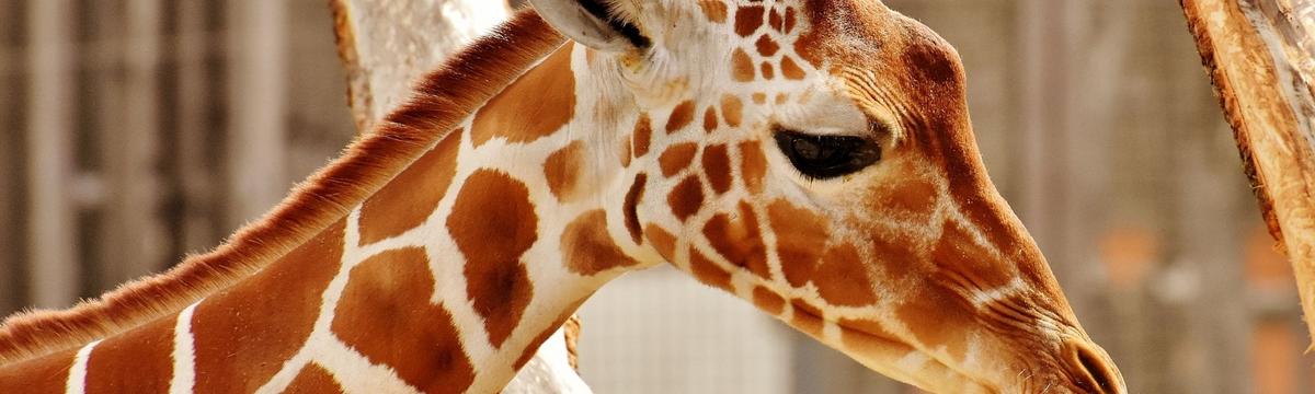 A beautiful location where children can interact safely with animals. 