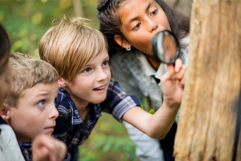 Two boys and a girl around 12 years old are holding a magnifying glass over the bark of a tree and exploring nature up-close at the Tierpark in Arth Goldau, in Canton Schwyz in Switzerland.  