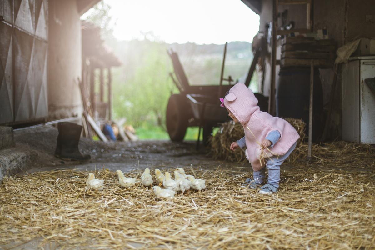 A young toddler girl is observing chicks and ducklings roaming free at Lutzelhof Farm in Pfäffikon